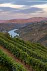 Terraced vineyards in the Douro Valley of Portugal Art Print